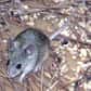 Une équipe de chercheurs a découvert une nouvelle espèce de mammifère en Europe qu'ils ont baptisée Mus cypriacus. Comme son nom l'indique, il s'agit d'une espèce de souris présente uniquement sur l'île de Chypre.