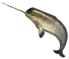 Le mystère de la défense du narval (Monodon monoceros), un cétacé des mers boréales, vient d'être percé par une équipe de scientifiques de Harvard et du National Institute of Standards and Technology dirigée par le Dr. Martin T. Nweeia de la Harvard School of Dental Medicine.