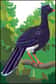 Au début de l'année 2005, une équipe de l'association Armonía (Birdlife Bolivia) a observé et entendu trois Hoccos de Koepcke Crax unicornis koepckeae dans les monts Sira au Pérou central. C'est la première fois depuis 1968 que cette sous-espèce péruvienne endémique distincte est notée.