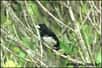 La redécouverte du Tangara de Berlioz Conothraupis mesoleuca dans le parc national das Emas au Brésil ! L'oiseau a été trouvé et enregistré par Braulio Carlos en 2003 (et cet évènement extraordinaire n'a été annoncé que cette année), puis observé par d'autres ornithologues.