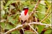 BirdLife Brazil a lancé un plan de protection du Tangara rouge-gorge Nemosia rourei, l'une des espèces brésiliennes les plus menacées.