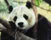 Le dernier recensement des pandas géants réalisé par le WWF et les autorités chinoises vient d'être publié. Les résultats sont plutôt encourageants, même si de nombreuses pressions continuent à peser sur les populations de pandas.