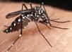 Au début, le chikungunya semblait n'être rien de plus qu'une grosse grippe, non létale. Aujourd'hui, les symptômes de la maladie évoluent, et le virus transmis à l'homme par l'Aedes albopictus semble à même de provoquer péricardites et hépatites.