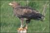 Selon EuroBirdNet, un couple d'Aigles pomarins (Aquila pomarina) s'est reproduit dans le Jura français en 2005, après un cantonnement en 2004 et un échec vraisemblable de la reproduction. Il s'agît de la première donnée de nidification certaine depuis le 19ème siècle !