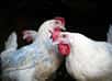 Il faut agir immédiatement pour prévenir la propagation du virus. L'apparition au Nigeria du virus hautement pathogène de la grippe aviaire H5N1 confirme les craintes exprimées par la FAO depuis plusieurs semaines quant au danger qui menace d'autres pays africains.