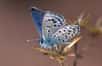 Le dernier numéro de la revue Conservation Biology examine la viabilité du plus petit papillon diurne, Pseudophilotes sinaicus, en intégrant les résultats des pressions exercées par la population humaine sur celui-ci.