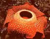 Découverte en 1822 dans les forêts d'Asie du Sud-Est, Rafflesia n'avait jusqu'à présent pu être placée dans l'arbre phylogénique des plantes.