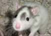 Grâce à des électrodes savamment implantées, des chercheurs américains ont éduqué des rats à repérer des êtres humains.