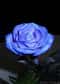Florigene Ltd, la filiale biotechnologique de Suntory, vient de créer une rose bleue grâce au génie génétique.