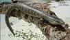 C'est lors d'une mission consacrée à l'étude des serpents marins de Nouvelle-Calédonie, sur un petit îlot au large de l'île des Pins, que Ivan INEICH a réussi à capturer un lézard de grande taille en décembre 2003. Phoboscincus bocourti est le nom scientifique de ce Scincidae.