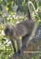 Un nouveau venu dans la planète des singes : Lophocebus kipunki. Les chercheurs qui l'ont trouvé dans les montagnes de Tanzanie dont le biologiste Trevor Jones étaient alors à la recherche d'un autre singe appelé "Le Sangé".