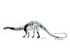 Suuwassea emilieae, voici le nom de la toute dernière espèce de dinosaure découverte par des scientifiques américains dans le Montana. Rencontre avec une créature exceptionnelle de l'époque du Jurassique.