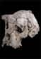 En 2001, au Tchad, était découvert le crâne de Sahelanthropus tchadensis, alias Toumaï. Vieux de 7 millions d'années, il est identifié par Michel Brunet, responsable de l'équipe de paléoanthropologues ayant effectué la découverte, comme le plus vieil hominidé connu (la célèbre Lucy n'ayant que 3,2 millions d'années !). Dès la publication de son article en 2002 dans la revue Nature, une première polémique éclate. Les voix de différents scientifiques s'élèvent : pour eux, Toumaï serai plutôt un ancêtre des gorilles. Ce débat, qui n'est pas encore résolu, reste cependant dans le domaine scientifique. Car si notre vieil aïeul se trouve à nouveau dans la tourmente, il semble que des questions d'ego n'y soient pas tout à fait étrangères.