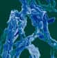 Une équipe de l'Institut Pasteur vient de montrer comment le bacille de la tuberculose est capable de se réfugier à l'abri de toute attaque dans les cellules graisseuses de l'organisme. Protégé dans ces cellules, même des antibiotiques les plus puissants, le redoutable pathogène est susceptible de rester en dormance, gardant le potentiel de se réveiller, même de nombreuses années plus tard. Cette découverte, publiée dans PLoS ONE, jette un nouveau regard sur les stratégies de lutte contre la tuberculose. Une éradication complète du bacille de l'organisme infecté devrait donc prendre en compte l'existence de ces cellules réservoir.
