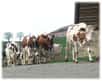 Le mois dernier, la Fédération nationale des producteurs de lait américaine a apporté un soutien inattendu aux opposants de la mise sur le marché de produits laitiers issus de vaches clonées.