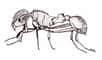 La reproduction chez la fourmi de feu ou fourmi électrique Wasmannia auropunctata, c'est chacun pour soi (et la réussite pour tous !) Renaître de ses cendres !