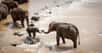 Les éléphants, que ce soit en Afrique ou en Asie, restent menacés par les activités humaines. © luxstorm, Pixabay License