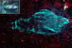 Le radiotélescope VLA (Very Large Array) du National Radio Astronomy Observatory (NRAO), près de Socorro au Mexique, vient de dévoiler en infrarouge les restes d'une supernova vieille de 20.000 ans. Elle ressemble à un lamantin, cette curieuse vache marine dont les espèces sont menacées.