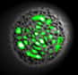 On ne peut s’empêcher de penser au personnage de Cyclope des films X-men devant la découverte publiée dans Nature par deux chercheurs : il est possible de générer un effet laser avec des cellules de rein humaines en modifiant leur ADN pour qu’il produise la fameuse protéine fluorescente verte.