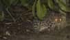 Animal raririssime, dont l'espèce longtemps confondue avec une autre n'a été décrite que récemment, le léopard tacheté de Bornéo vient d'être surpris par une caméra.