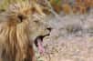 L’habitat naturel des lions est de plus en plus menacé. Certains sont contraints de vivre en réserve, dans des espaces réduits, avec d’autres animaux. L’ocytocine ou hormone du bonheur pourrait permettre de réduire les conflits entre animaux et contribuer au bien-être animal.