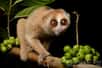 Sur l’île de Bornéo vivent tranquillement les loris lents, primates nocturnes à morsure toxique. S’ils sont méconnus de la communauté scientifique, une étude récente a identifié une nouvelle espèce, le Nycticebus kayan.