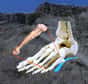 Les Australopithecus afarensis, bien connus de tous de nos jours grâce au squelette de Lucy, marchaient-ils presque comme des Hommes ? La question est toujours débattue mais un os de pied récemment découvert fait pencher la balance en faveur d’une bipédie déjà bien présente il y a 3,2 millions d’années chez Lucy et ses congénères.