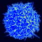 Des chercheurs belges viennent d’identifier un mécanisme de contrôle du développement des lymphocytes T régulateurs, des cellules immunitaires qui inhibent l’action des lymphocytes T tueurs. Cette action, qui protège l’organisme de l’auto-immunité, est essentielle pour maintenir l’équilibre immunitaire chez la souris.