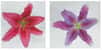 Après le chrysanthème et la rose, des chercheurs japonais sont parvenus à créer un lys bleu, relevant un grand défi du monde de l'horticulture. Car cette fleur ne possède pas le gène permettant cette couleur. Alors comment ont-ils fait ?