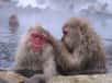 Les singes, à l’image de ces macaques japonais, sont le plus souvent des animaux sociaux, intelligents, dotés de mains préhensiles. Ils figurent parmi les plus importants représentants de l’ordre des primates. © Uron, Fotopedia, cc by nc sa 2.0