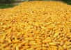 Le groupe Monsanto cultive déjà du maïs OGM MON 810 en Europe. Bien que les cultures soient interdites en Allemagne, en France et en Italie, elles sont grandement développées en Espagne et au Portugal. Seul ce maïs continuera à être cultivé, puisque Monsanto retire toutes ses autres demandes.