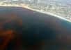 Les lamantins des Caraïbes sont mis à mal. Depuis le mois de janvier, c’est une véritable hécatombe : ils se noient en masse. Le responsable est l'algue planctonique Karenia brevis, qui alimente la marée rouge actuellement répandue dans le golfe du Mexique.