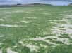 Des algues Ulva Armoricana lors d'une marée verte dans le nord du Finistère. © Thesupermat, Wikipédia, GNU 1.2