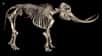 Grâce à des ossements de mastodonte datant de 13.800 ans et prouvant clairement que ces animaux étaient victimes de chasseurs humains à cette époque, les scientifiques remettent en cause les théories suggérant une disparition rapide de la mégafaune il y a environ 12.000 ans.