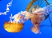 Selon des experts de la FAO, les populations de méduses seraient en augmentation en Méditerranée et en mer Noire, au point d’affecter les réserves halieutiques. Les quotas de pêche devraient donc tenir compte de ces animaux gélatineux. Des préconisations ont également été faites pour réduire leur nombre. L’une d’entre elles est évidente : mangeons-les !