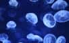Autrefois, l'on parlait d'« année des méduses », aujourd'hui elles sont présentes quasiment tous les ans sur les bords de mer et peuvent gâcher les vacances. Et la prolifération de ces animaux marins gélatineux concerne tous les océans et toutes les mers de la planète. Entre réchauffement climatique, surpêche et plastique, le « bloom » des méduses incrimine l'activité humaine. 