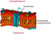 Schéma de l’organisation de la membrane plasmique d’une cellule eucaryote : milieu extracellulaire (Extrazellularraum), cytoplasme (Zytoplasma), protéine canal (Kanalprotein) et phospholipides (Phospholipid Doppelmembran). © LadyofHats, Wikimedia Commons, DP