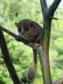 Une nouvelle espèce de primate a été découverte sur l'île de Madagascar. Il ne s'agit pas d'un singe mais d'un petit lémurien de moins de 10 cm, baptisé Microcebus gerpi. Il se cachait dans la forêt tropicale humide, à l'est de l'île.