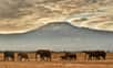 Quelque 30.000 éléphants africains sont victimes chaque année de braconnage. Sur cette photo, prise en novembre 2016, un troupeau d'éléphants dans le parc Amboseli, avec le Kilimandjaro en toile de fond. © Carl de Souza, AFP, Archives 