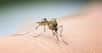 Pour la première fois aux États-Unis, une entreprise de biotechnologie vient de libérer des moustiques génétiquement modifiés. Du côté de la Floride, sur l’archipel des Keys. Dans l’espoir de limiter les populations de moustiques locales qui propagent de plus en plus de maladies. Et notamment la dengue.