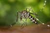 Le moustique-tigre, le vecteur du chikungunya et de la dengue, s’installe petit à petit en Métropole mais fera l’objet d’une surveillance toute particulière entre mai et novembre, période de l’année où il est le plus agressif.