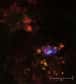 C’est du côté des Nuages de Magellan que le satellite d’observation en rayons X Chandra a cette fois tourné son regard pénétrant. Les observations qu’il a faites en direction de la constellation du Toucan, la zone de la voûte céleste où Magellan a observé pour la première fois ces petites galaxies proches de la nôtre, ont révélé l’existence de ce qu’on appelle des super-bulles, créées par d’anciennes supernovae.