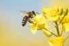 Les abeilles sont toujours décimées par la persistance des résidus des pesticides, pourtant interdits depuis 2013... Des années après, ils restent détectables dans le pollen et le nectar de colza. Une équipe pluridisciplinaire de scientifiques français vient de mettre en évidence, après cinq ans d'observations, que trois néonicotinoïdes jugés nocifs pour les abeilles, notamment l’imidaclopride, continuent de contaminer la plupart des parcelles étudiées. 