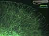 De nombreuses techniques de microscopie ont recours à l’utilisation de la fluorescence. Les images obtenues sont souvent d’une grande beauté, comme le montrent ces trois vidéos primées lors du concours Nikon Small World 2012. Observez les déplacements de mitochondries à l’intérieur des neurones d'un poisson, une étape de la formation des œufs de mouche ou encore l'émergence d’une racine d’Arabidopsis thaliana en 3D.