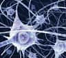 Découvrez le dossier « Les arcanes de l’information mentale ». Comment s’organise l’information mentale ? Claude Berrou, professeur à Télécom Bretagne, présente les réseaux neuronaux dans le cortex humain. La redondance de la mémoire, ou encore un rapprochement entre mémoire cérébrale et mémoire numérique, sont aussi abordés.