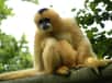 Certains primates, au même titre que les Hommes, communiquent entre eux à l’aide de langages spécifiques à la région dans laquelle ils vivent. Les gibbons auraient donc un « accent » particulier suivant la zone de la forêt tropicale habitée !