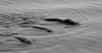 Des baleines à bec non identifiées avaient été observées dans le détroit de Nemuro (Japon) © Tadasu K. Yamada et al., Scientific Reports