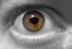 Des chercheurs ont réussi à recréer en laboratoire des cupules optiques, des yeux à l'état embryonnaire, à partir de cellules souches. La performance a été réalisée sans influence extérieure, laissant supposer que les cellules possèdent les capacités intrinsèques pour former l’organe. Disposant d’un tel tissu, les scientifiques espèrent réparer les yeux endommagés.