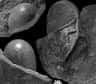 Ces quelques œufs fossilisés ont été trouvés dans les dépôts de Montsec, dans la région du Lleida. Ils seraient âgés de 70 à 83 millions d'années et correspondraient aux premiers œufs de dinosaure ovoïdes trouvés à ce jour. © Universitat Autònoma de Barcelona