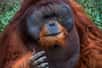 La veille d’un long déplacement, les orangs-outans mâles poussent de longs cris puissants dans la direction qu’ils emprunteront. Le lendemain, les femelles suivent le chemin indiqué tandis que les mâles subordonnés partent dans l’autre direction. Ces appels seraient donc la manifestation d’une aptitude à anticiper l’avenir, qui n’avait jamais été observée chez des animaux sauvages.